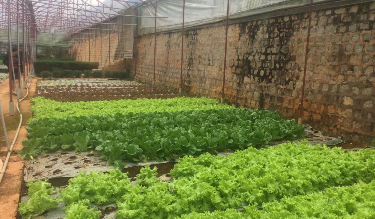 Chăm sóc sức khỏe